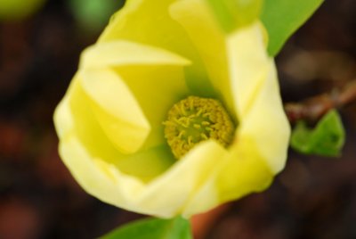 Magnolia denudata 'Yellow River' - šácholan obnažený - tyčinky